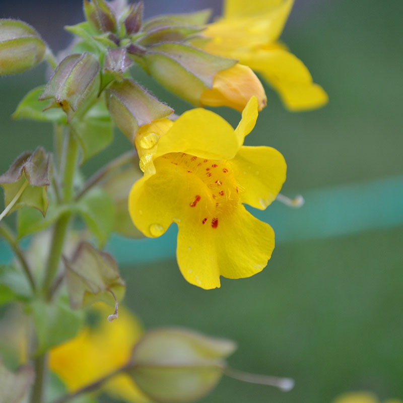 patricia-daza-terapeuta-bolivia-mimulus-2b patricia-daza-terapeuta-flores-de-bach-miedo