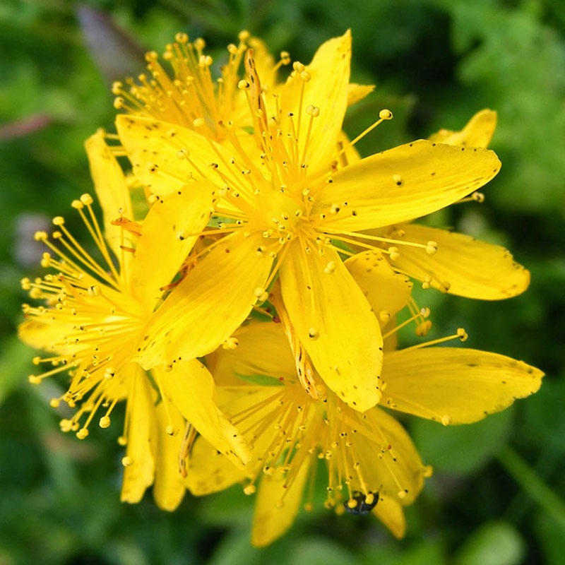 patricia-daza-terapeuta-bolivia-agrimony hipersensibilidad-patricia-daza-terapeuta-flores-de-bach
