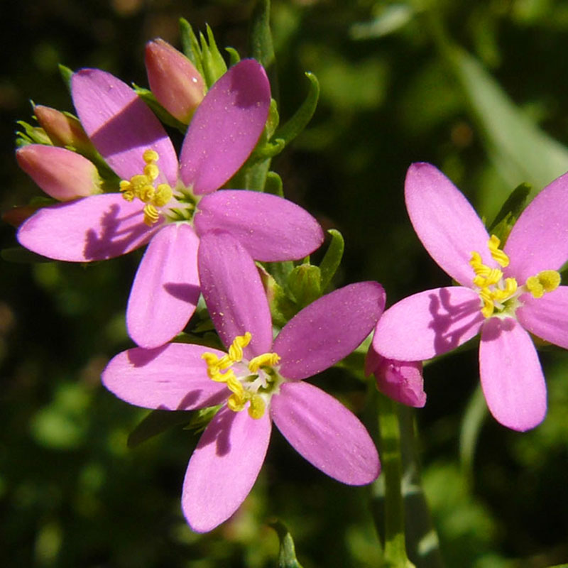 patricia-daza-terapeuta-bolivia-centaury hipersensibilidad-patricia-daza-terapeuta-flores-de-bach