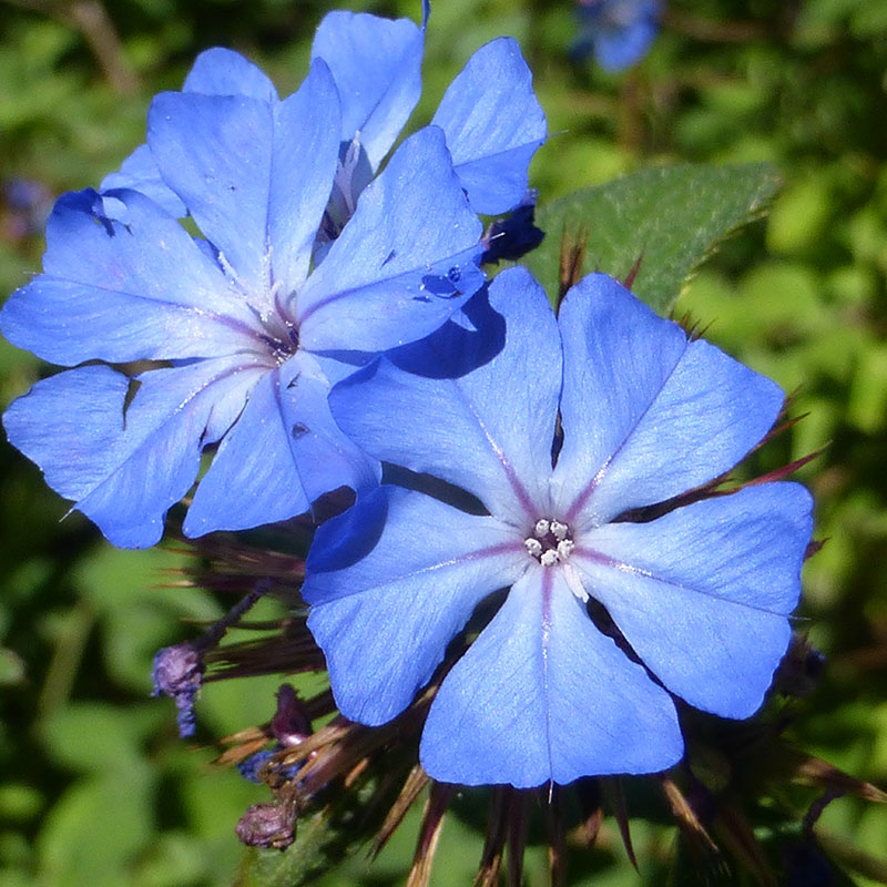 patricia-daza-terapeuta-bolivia-cerato incertidumbre-patricia-daza-terapeuta-flores-de-bach