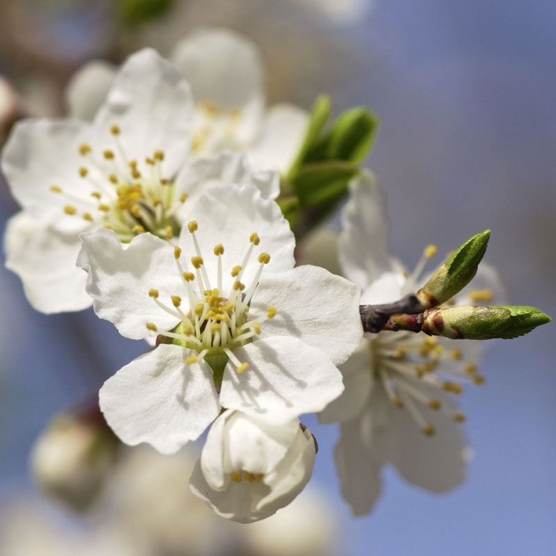 patricia-daza-terapeuta-bolivia-cherry-plum patricia-daza-terapeuta-flores-de-bach