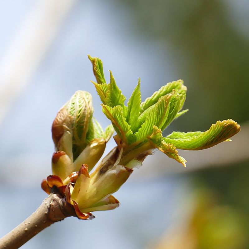 patricia-daza-terapeuta-bolivia-chestnut-bud patricia-daza-terapeuta-flores-de-bach