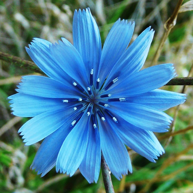 patricia-daza-terapeuta-bolivia-chicory preocupación-patricia-daza-terapeuta-flores-de-bach