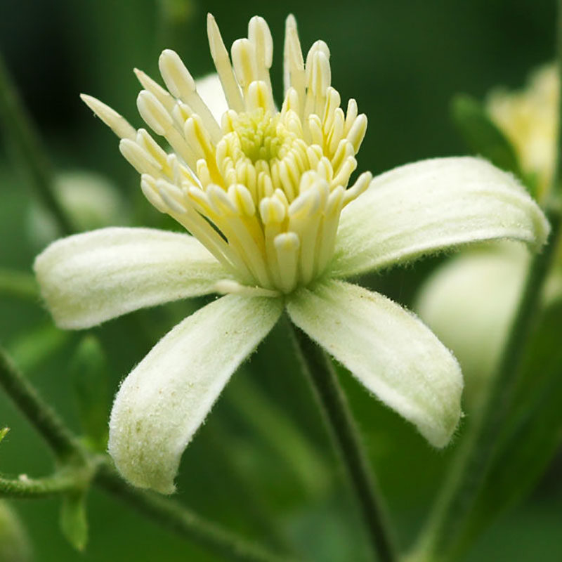 patricia-daza-terapeuta-bolivia-clematis falta-de-interes-patricia-daza-terapeuta-flores-de-bach
