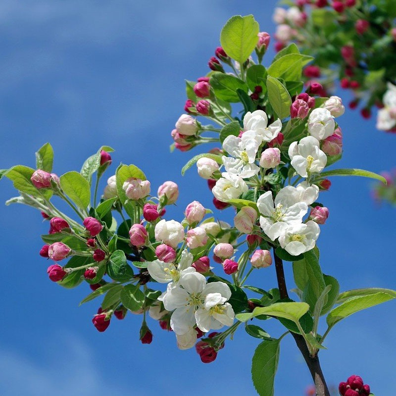 patricia-daza-terapeuta-bolivia-crab-apple patricia-daza-terapeuta-flores-de-bach