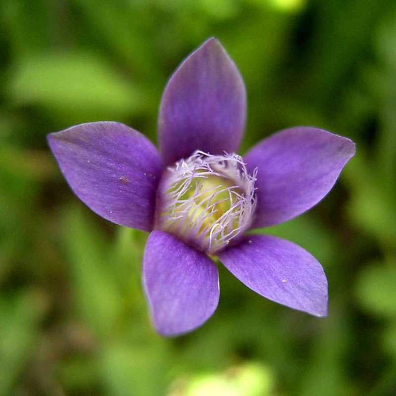 patricia-daza-terapeuta-bolivia-gentian patricia-daza-terapeuta-flores-de-bach