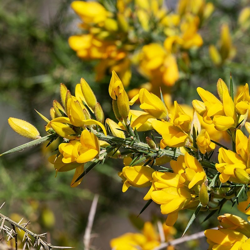 patricia-daza-terapeuta-bolivia-gorse incertidumbre-patricia-daza-terapeuta-flores-de-bach