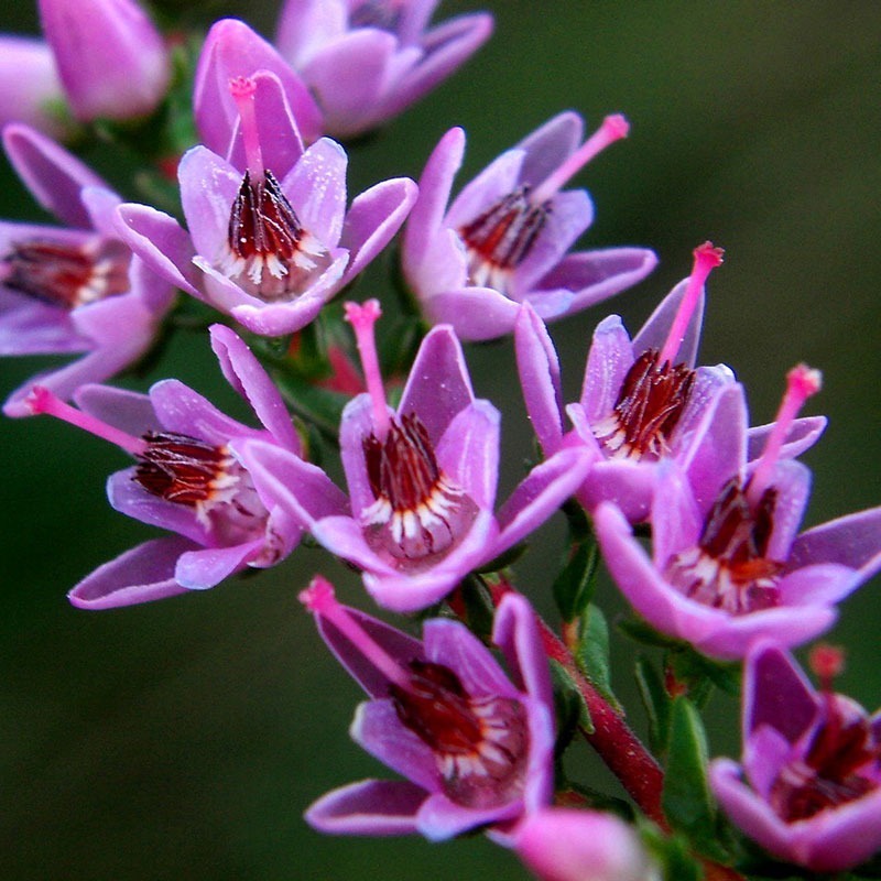 patricia-daza-terapeuta-bolivia-heather patricia-daza-terapeuta-flores-de-bach-soledad