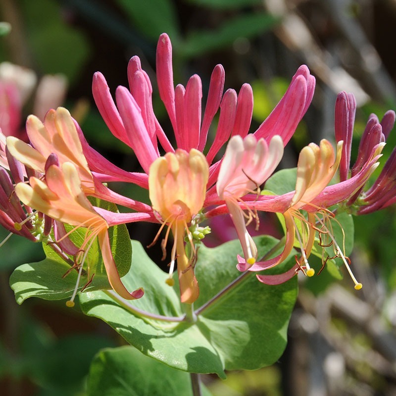 patricia-daza-terapeuta-bolivia-honeysuckle falta-de-interes-patricia-daza-terapeuta-flores-de-bach