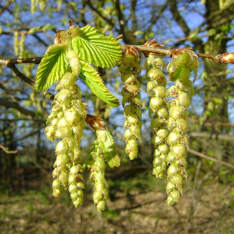 patricia-daza-terapeuta-bolivia-hornbeam patricia-daza-terapeuta-flores-de-bach