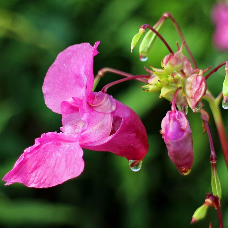 patricia-daza-terapeuta-bolivia-impatiens patricia-daza-terapeuta-flores-de-bach-soledad