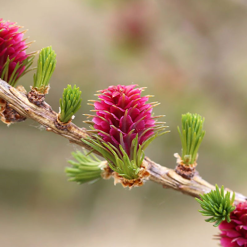 patricia-daza-terapeuta-bolivia-larch patricia-daza-terapeuta-flores-de-bach-desaliento