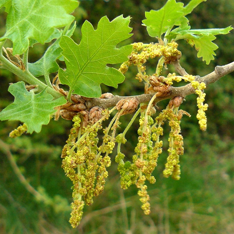 patricia-daza-terapeuta-bolivia-oak patricia-daza-terapeuta-flores-de-bach