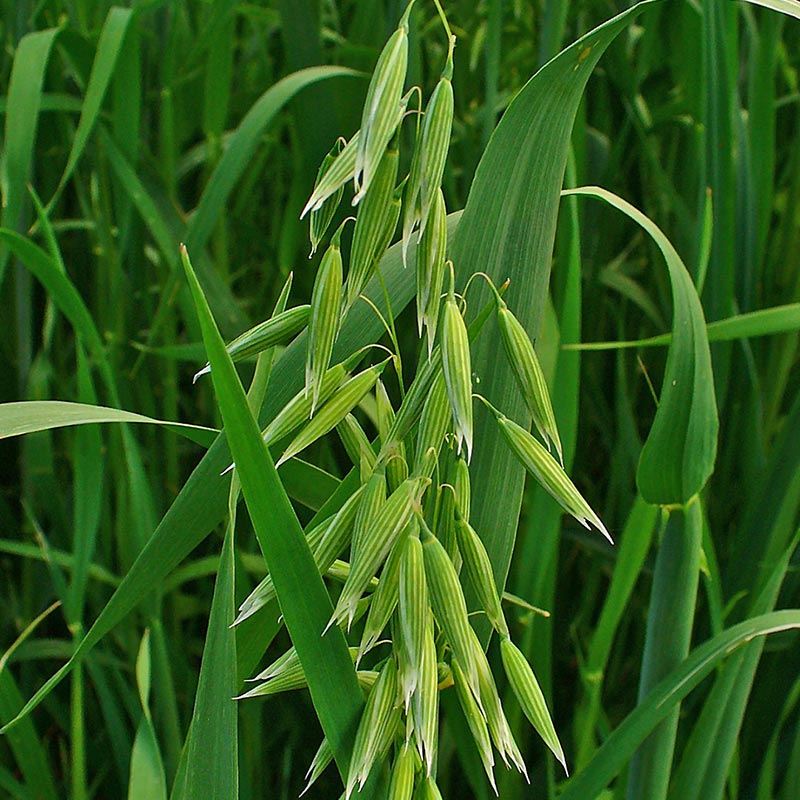 patricia-daza-terapeuta-bolivia-oat patricia-daza-terapeuta-flores-de-bach
