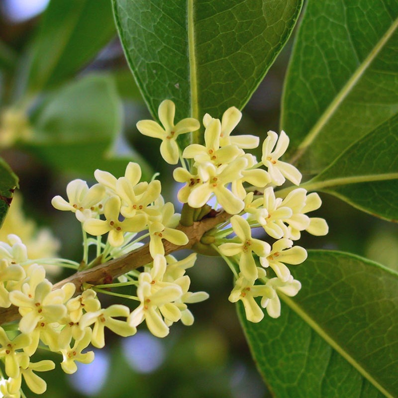 patricia-daza-terapeuta-bolivia-olive patricia-daza-terapeuta-flores-de-bach