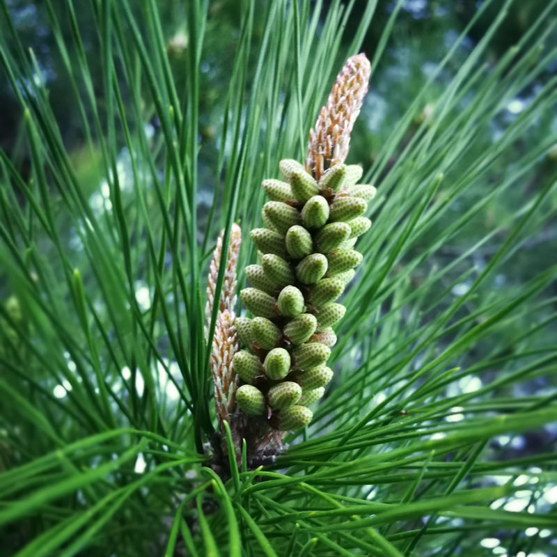 patricia-daza-terapeuta-bolivia-pine patricia-daza-terapeuta-flores-de-bach-desaliento