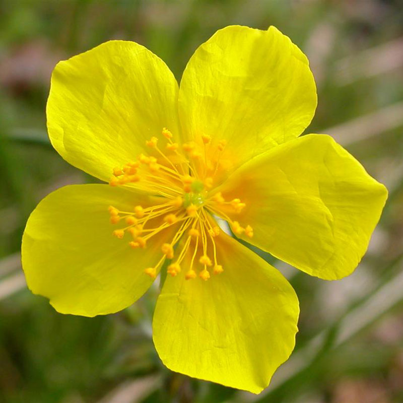 patricia-daza-terapeuta-bolivia-rock-rose patricia-daza-terapeuta-flores-de-bach