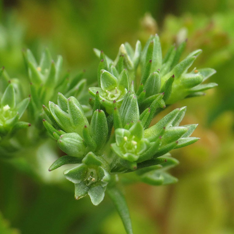 patricia-daza-terapeuta-bolivia-scleranthus incertidumbre-patricia-daza-terapeuta-flores-de-bach