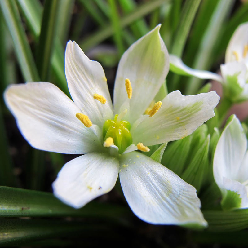 patricia-daza-terapeuta-bolivia-star-of-bethlehem patricia-daza-terapeuta-flores-de-bach