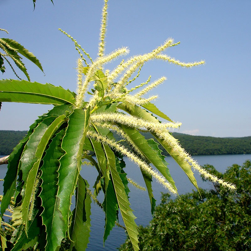 patricia-daza-terapeuta-bolivia-sweet-chestnut patricia-daza-terapeuta-flores-de-bach
