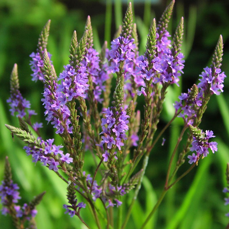 patricia-daza-terapeuta-bolivia-vervain patricia-daza-terapeuta-flores-de-bach