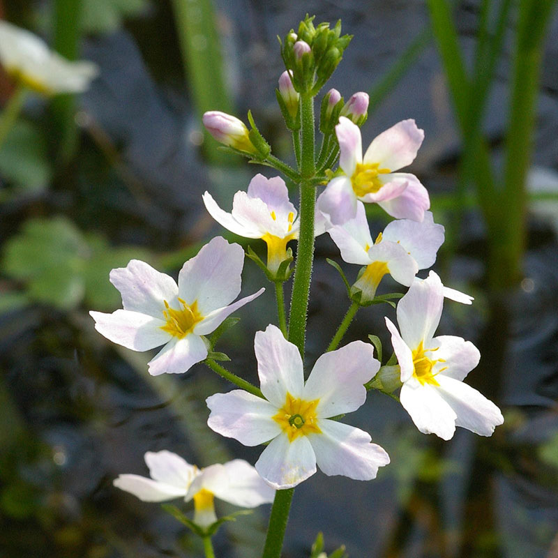 patricia-daza-terapeuta-bolivia-water-violet patricia-daza-terapeuta-flores-de-bach