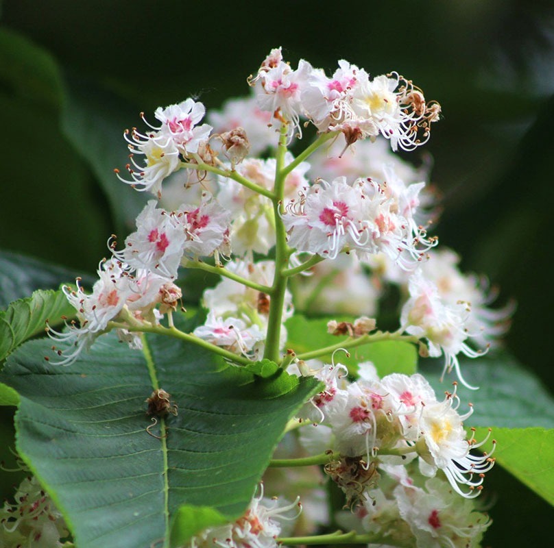 patricia-daza-terapeuta-bolivia-white-chestnut patricia-daza-terapeuta-flores-de-bach