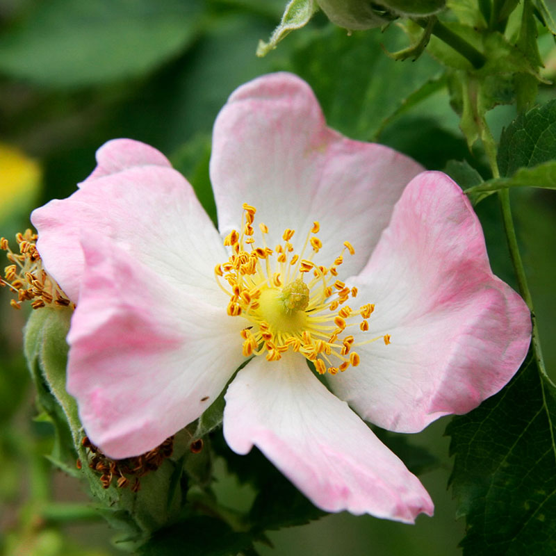 patricia-daza-terapeuta-bolivia-wild-rose falta-de-interes-patricia-daza-terapeuta-flores-de-bach
