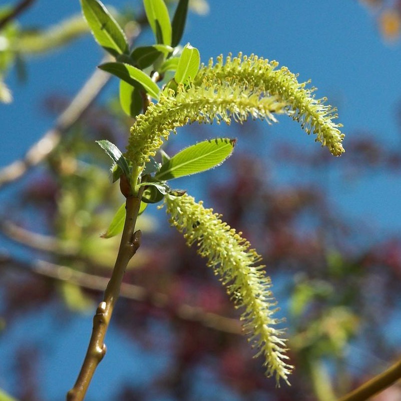 patricia-daza-terapeuta-bolivia-willow patricia-daza-terapeuta-flores-de-bach